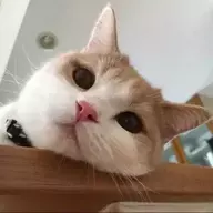 lazy_cat