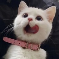 Maiwenwen