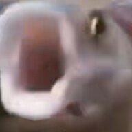 芝士臻梨
