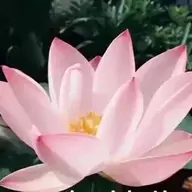 轩xuan