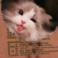 风月明日来