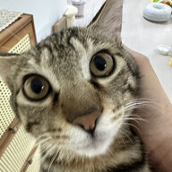 兔斯基
