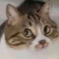 孤竹ovo