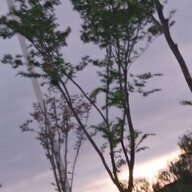 cral_123