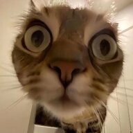 纸张晓猫
