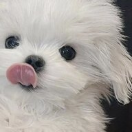 咕噜大大大怪