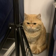 尽秋
