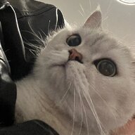 小坏萌