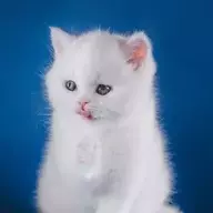 施花语