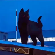 黄玉米72