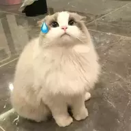 阿永