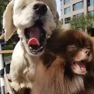 小阔耐