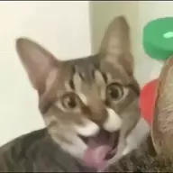 王 嘉浩