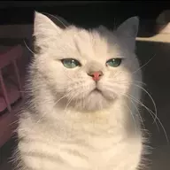 神一般的 阿七