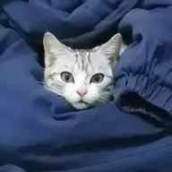 有为青鱼