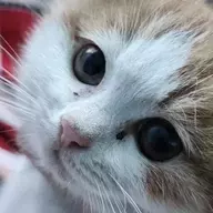 句句似箭