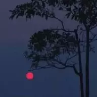 花辭樹