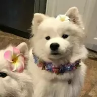 潇潇