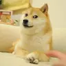 Cat_sx