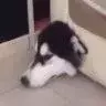 年年年年少