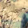 清漪花开