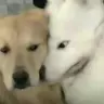 羽梦铭