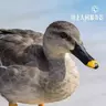 可爱的小甜甜