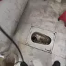 十七
