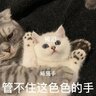 字幕君