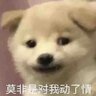 xiaodu666