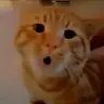KouKouST