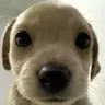 圣歌