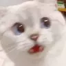 MoxiCat