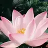 轩xuan