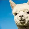 Alpaca