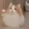 alphabaqpla