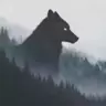 DVolk