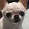 Husky1015
