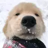 屌丝