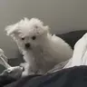 齐政远