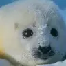 阿特