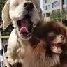 小阔耐