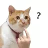 阿菜