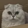 sheep_zzzzz