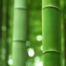 Bamboo Gamom
