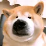 一只修勾awa