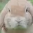 Bunny死肥宅