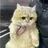 橙猫猫