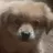 XG狗军