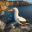 羽她皆失